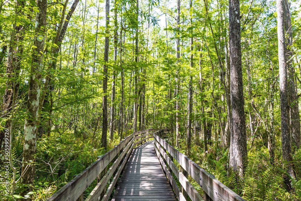 Boardwalk trail at Six Mile Cypress Slough Preserve
